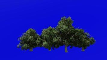 plantas flor árvores - americano azevinho - ilex opaca - looping animação - verde tela croma chave - 2b video