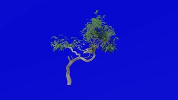 Pflanzen Bäume Blume - - Ficus benjamina - - Bonsai Baum - - Grün Bildschirm Chroma Schlüssel - - ich video