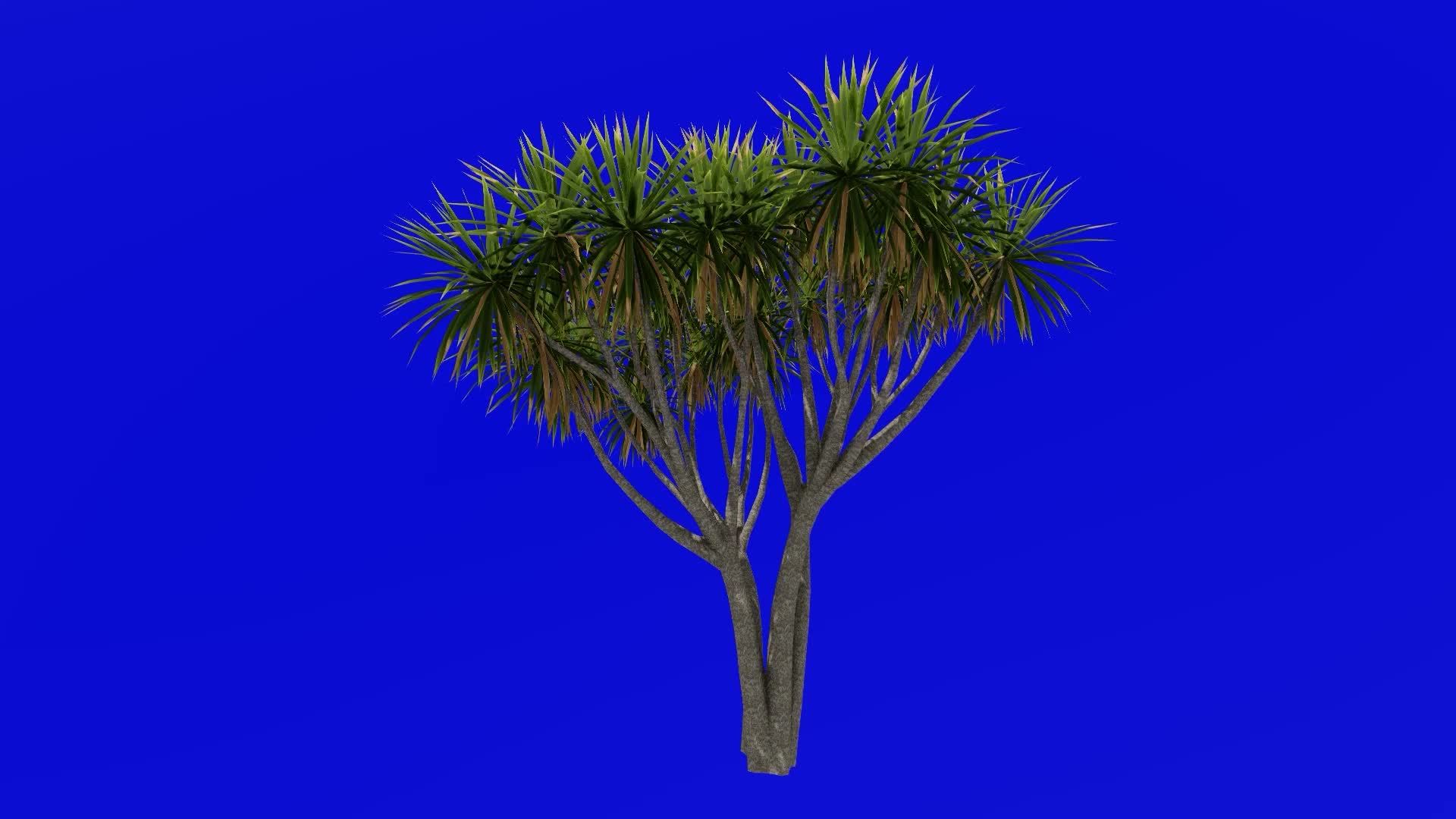 Tree Animation cabbage tree ti kouka cabbage palm cordyline