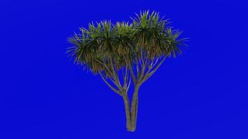 Tree Animation - cabbage tree - ti kouka - cabbage palm - cordyline australis - Green Screen Chroma key - 03c video