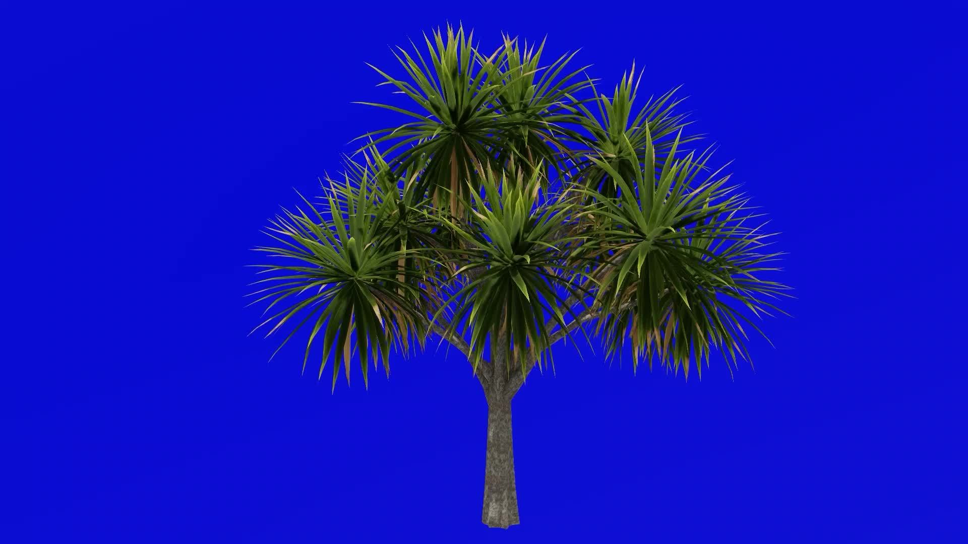 Tree Animation cabbage tree ti kouka cabbage palm cordyline