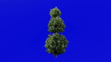 plantas flor árvores topiaria - buxo árvore - buxus - looping animação - verde tela croma chave - 2b video