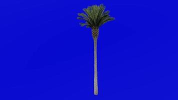 Tree Animation - canary island date palm - pineapple palm - phoenix canariensis - Green Screen Chroma key - large 2a video