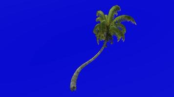 Tree Animation - coconut tree - cocos nucifera - Green Screen Chroma key - bending 1e video