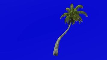 árvore animação - coco árvore - cocos nucifera - verde tela croma chave - dobrar 1g
