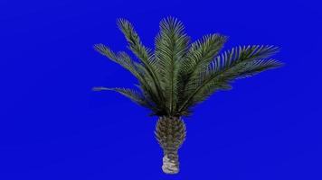 Tree Animation - canary island date palm - pineapple palm - phoenix canariensis - Green Screen Chroma key - small 2a video