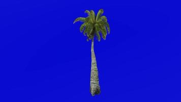 árvore animação - coco árvore - cocos nucifera - verde tela croma chave - dobrar 1f