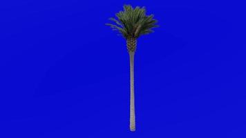 Tree Animation - canary island date palm - pineapple palm - phoenix canariensis - Green Screen Chroma key - large 2b video