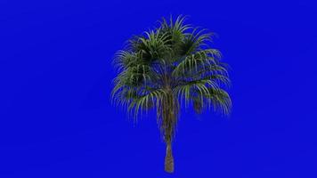 Tree Animation - chinese fan palm - fountain palm - livistona chinensis - Green Screen Chroma key - small 1b video