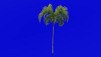 Tree Animation - curly palm - howea belmoreana - kentia palm - belmore sentry palm - Green Screen Chroma key - medium 1c video