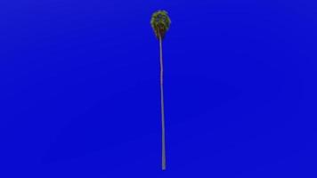 árbol animación - plumero árbol - mexicano Washington - mexicano ventilador palma - Washington robusta - verde pantalla croma llave - grande 1b video