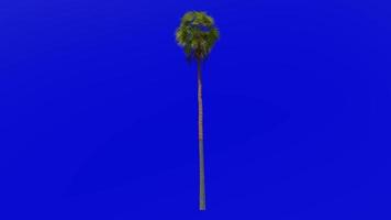 árbol animación - plumero árbol - mexicano Washington - mexicano ventilador palma - Washington robusta - verde pantalla croma llave - grande 1a video