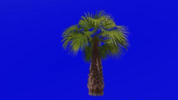 Tree Animation - skyduster tree - mexican washingtonia - mexican fan palm - washingtonia robusta - Green Screen Chroma key - small 1b video