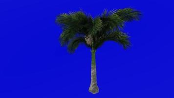 árvore animação - cubano real Palma - florida real Palma - Roystonea régia - verde tela croma chave - pequeno 1d video