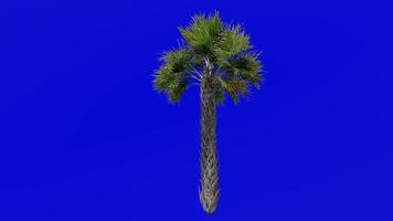 Tree Animation - sabal palmetto - cabbage palm - cabbage palmetto - swamp cabbage - Green Screen Chroma key - medium 1c video