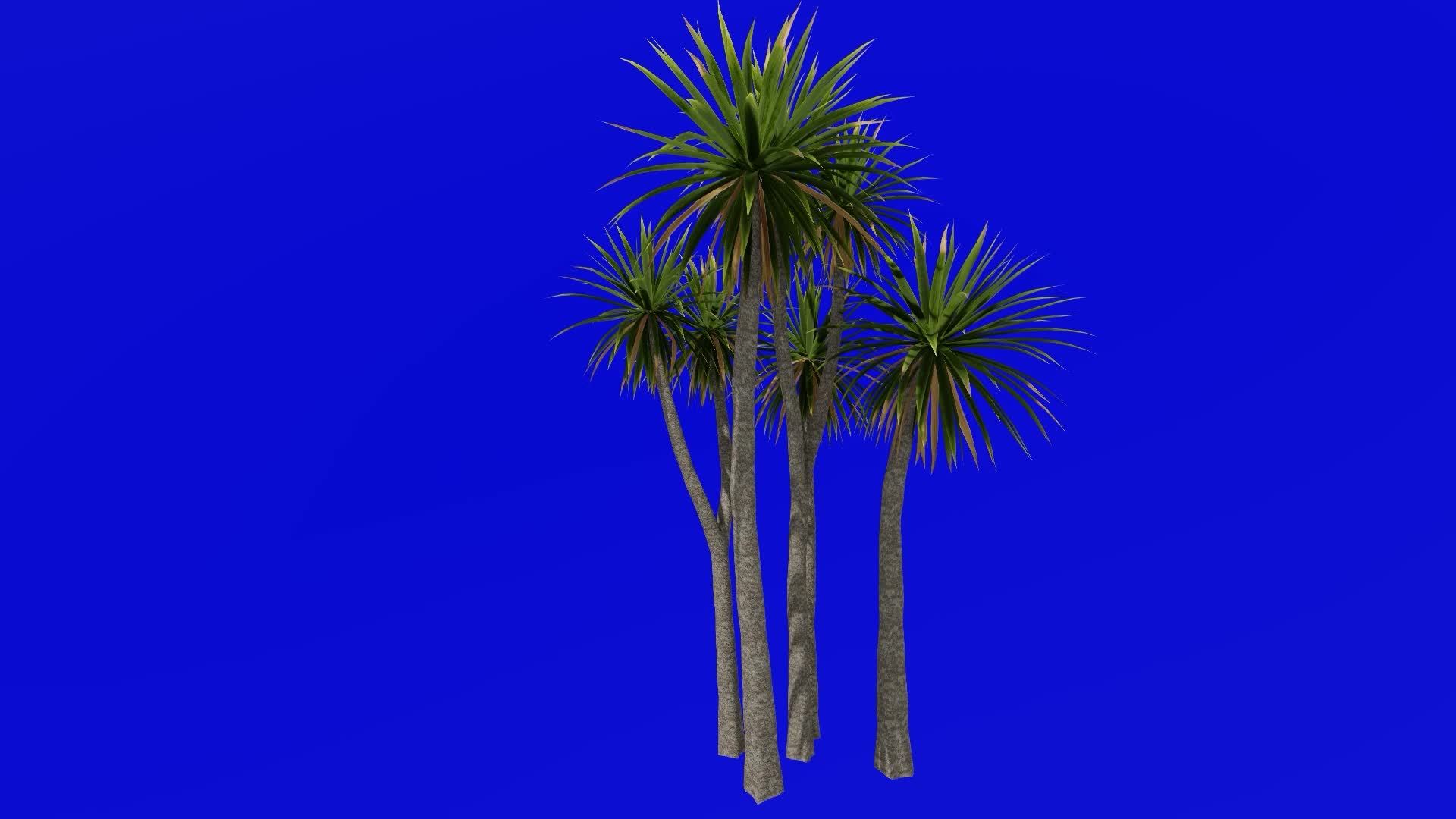Tree Animation cabbage tree ti kouka cabbage palm cordyline