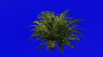 boom animatie - sylvester palm - zilver datum palm - Indisch datum - suiker datum palm - wild datum palm - Feniks sylvestris - groen scherm chroma sleutel - groep 1b video