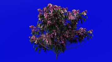 Plants flower trees - azalea - azalea indica - Green Screen Chroma key - B2 video