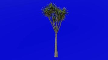 Tree Animation - cabbage tree - ti kouka - cabbage palm - cordyline australis - Green Screen Chroma key - 04c video