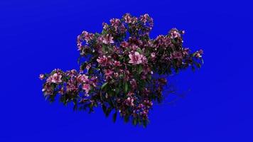 planten bloem bomen - azalea - azalea indica - groen scherm chroma sleutel - b3 video