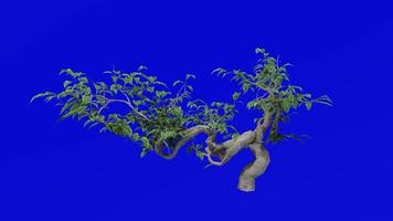 Plants trees flower - ficus benjamina - bonsai tree - Green Screen Chroma key - E video