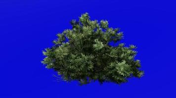les plantes fleur des arbres - buis arbre - buxus - boucle animation - vert écran chrominance clé - 1c video