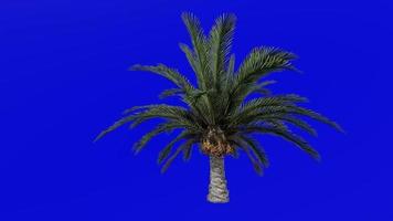 Tree Animation - canary island date palm - pineapple palm - phoenix canariensis - Green Screen Chroma key - small 1b video