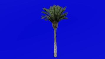 Tree Animation - canary island date palm - pineapple palm - phoenix canariensis - Green Screen Chroma key - big 2b video