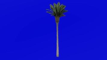 Tree Animation - canary island date palm - pineapple palm - phoenix canariensis - Green Screen Chroma key - large 2c video