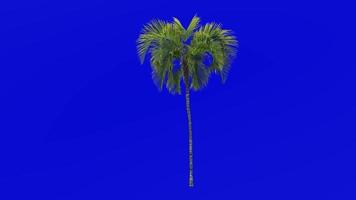 Tree Animation - curly palm - howea belmoreana - kentia palm - belmore sentry palm - Green Screen Chroma key - large 1c video