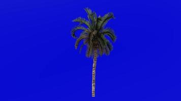 boom animatie - datum palm - Feniks dactylifera - groen scherm chroma sleutel - medium 1a video