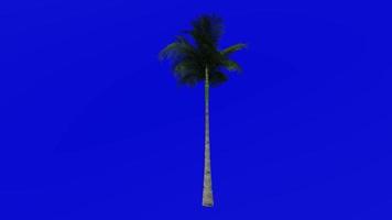 albero animazione - Principessa palma - uragano palma - dictiosperma album - verde schermo croma chiave - grande 1b video