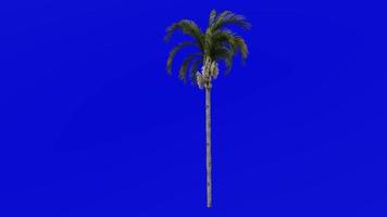 Baum Animation - - Königin Palme - - Kokos Palme - - syagrus romanzoffiana - - Grün Bildschirm Chroma Schlüssel - - groß 1a video
