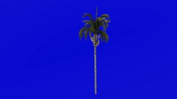 Baum Animation - - Königin Palme - - Kokos Palme - - syagrus romanzoffiana - - Grün Bildschirm Chroma Schlüssel - - groß 1b