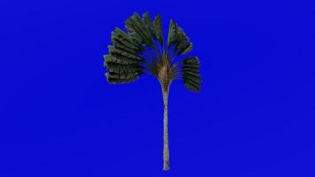 Tree Animation - travellers tree - travellers palm - east west palm - ravenala madagascariensis - Green Screen Chroma key - medium 1c video