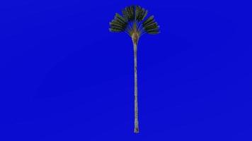 Baum Animation - - Reisende Baum - - Reisende Palme - - Osten Westen Palme - - Ravenala madagascariensis - - Grün Bildschirm Chroma Schlüssel - - groß 1b video