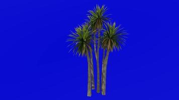 Tree Animation - cabbage tree - ti kouka - cabbage palm - cordyline australis - Green Screen Chroma key - 02b video