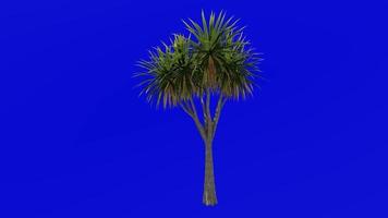 Tree Animation - cabbage tree - ti kouka - cabbage palm - cordyline australis - Green Screen Chroma key - 01a video