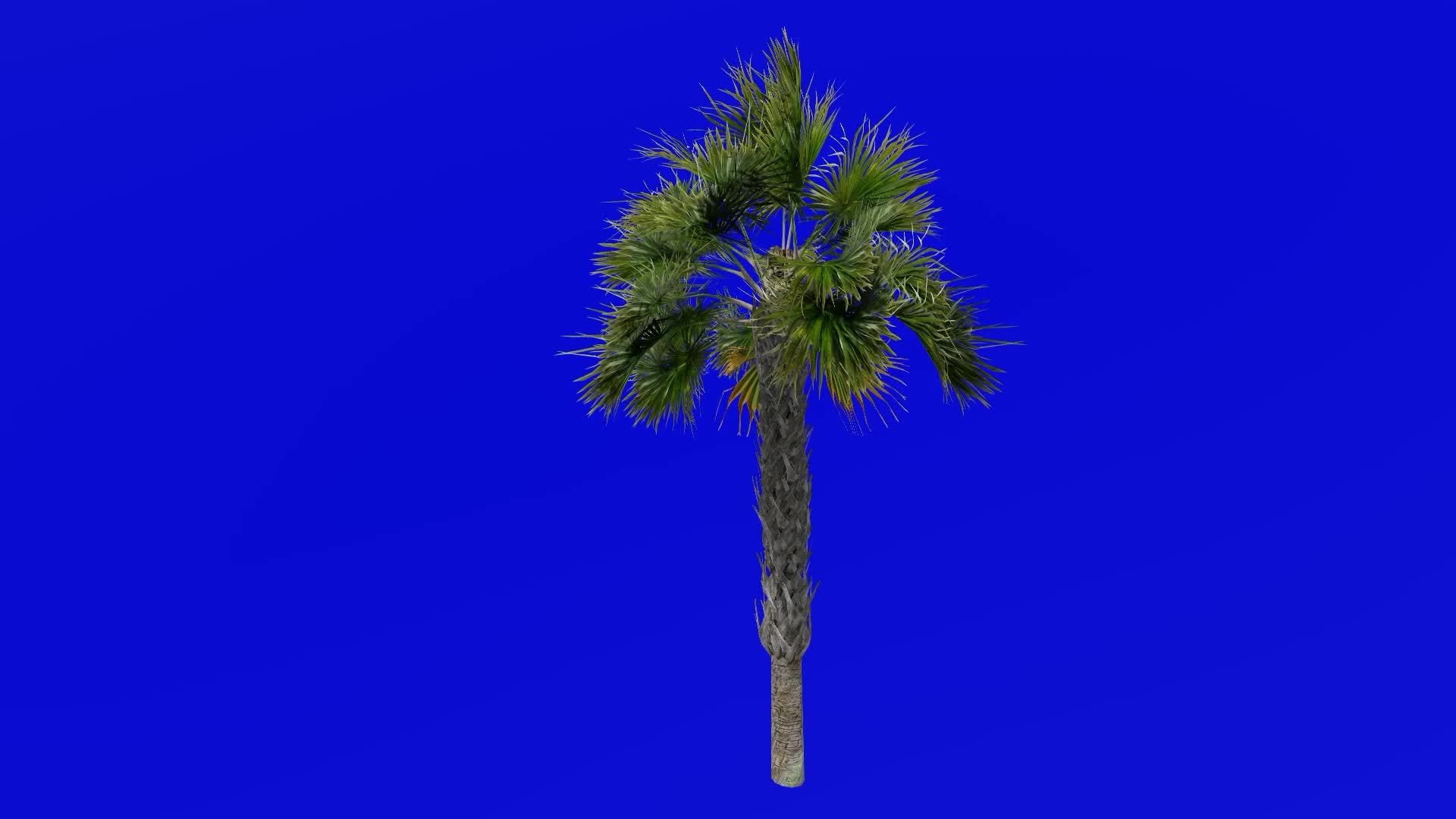 Tree Animation Sabal Palmetto Cabbage Palm Cabbage Palmetto Swamp Cabbage Green Screen