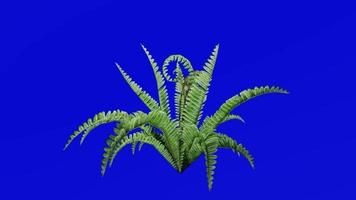 Plants flower trees - boston fern - swordfern - Nephrolepis exaltata - Green Screen Chroma key - B video