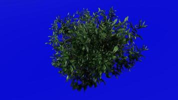 Plants flower trees - azalea - azalea indica - Green Screen Chroma key - A1 video