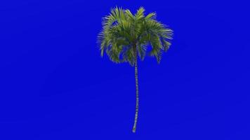 Tree Animation - curly palm - howea belmoreana - kentia palm - belmore sentry palm - Green Screen Chroma key - small 1c video