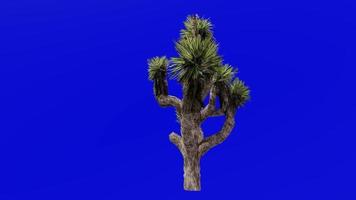 Tree Animation - joshua tree - yucca palm - tree yucca - palm tree yucca - yucca brevifolia - Green Screen Chroma key 02e video