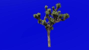 Tree Animation - joshua tree - yucca palm - tree yucca - palm tree yucca - yucca brevifolia - Green Screen Chroma key 04c video