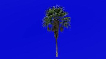 Tree Animation - chinese fan palm - fountain palm - livistona chinensis - Green Screen Chroma key - big 1a video