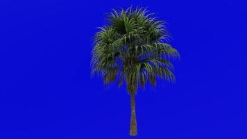 boom animatie - Chinese ventilator palm - fontein palm - livistona chinensis - groen scherm chroma sleutel - medium 2b video