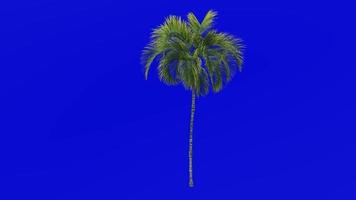 Tree Animation - curly palm - howea belmoreana - kentia palm - belmore sentry palm - Green Screen Chroma key - large 1a video