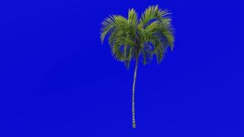 Tree Animation - curly palm - howea belmoreana - kentia palm - belmore sentry palm - Green Screen Chroma key - medium 2a video