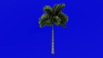 boom animatie - vossestaart palm - wodyetia bifurcata - groen scherm chroma sleutel - medium 1a video