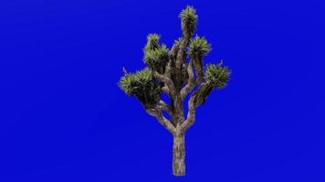 Tree Animation - joshua tree - yucca palm - tree yucca - palm tree yucca - yucca brevifolia - Green Screen Chroma key 03e video